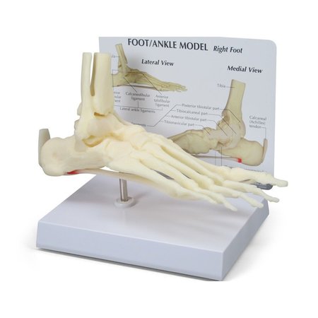 GPI ANATOMICAL Anatomical Model - Foot - Ankle 1980